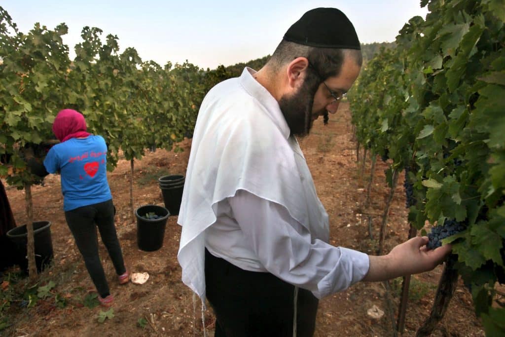 משגיח כשרות בכרם שלא קשור לכתבה