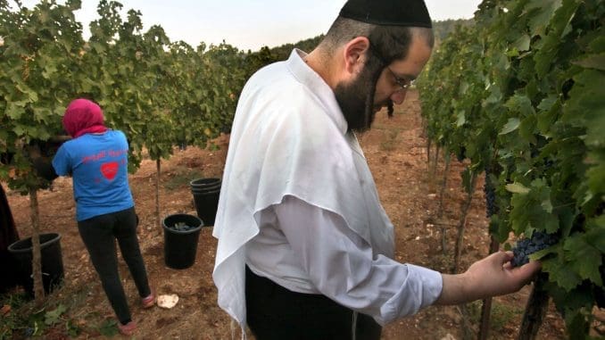 משגיח כשרות בכרם שלא קשור לכתבה