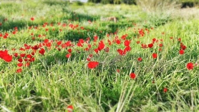 כלניות ודבש בקיבוץ יד מרדכי