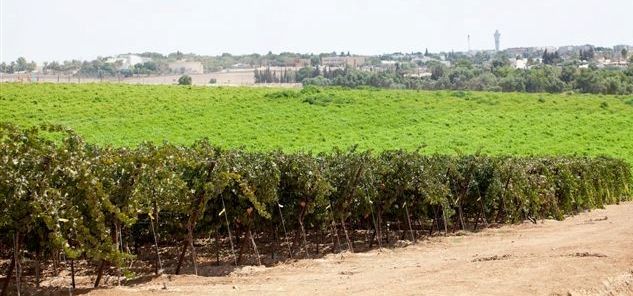 כרם האם בחוות יזרעם