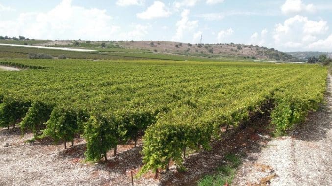 היינות מיוצרים מענבים מכרמים בבעלות המשפחה, הנטועים סביב המושב