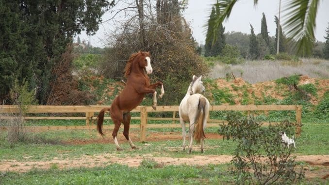 המבקרים ילמדו לזהות את הסימנים הקטנים שנותנים לנו הסוסים
