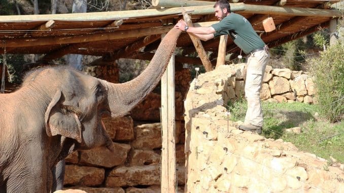 אימון פילים על פי שיטה ייחודית המספקת לפילים איכות חיים גבוהה