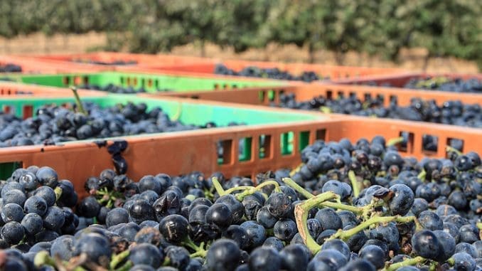 הקורס לעשיית יין – משלב לימודים תאורטיים וייצור יין אישי בדמיג'אן מליווי הבשלת הענבים בכרם עד לבקבוק
