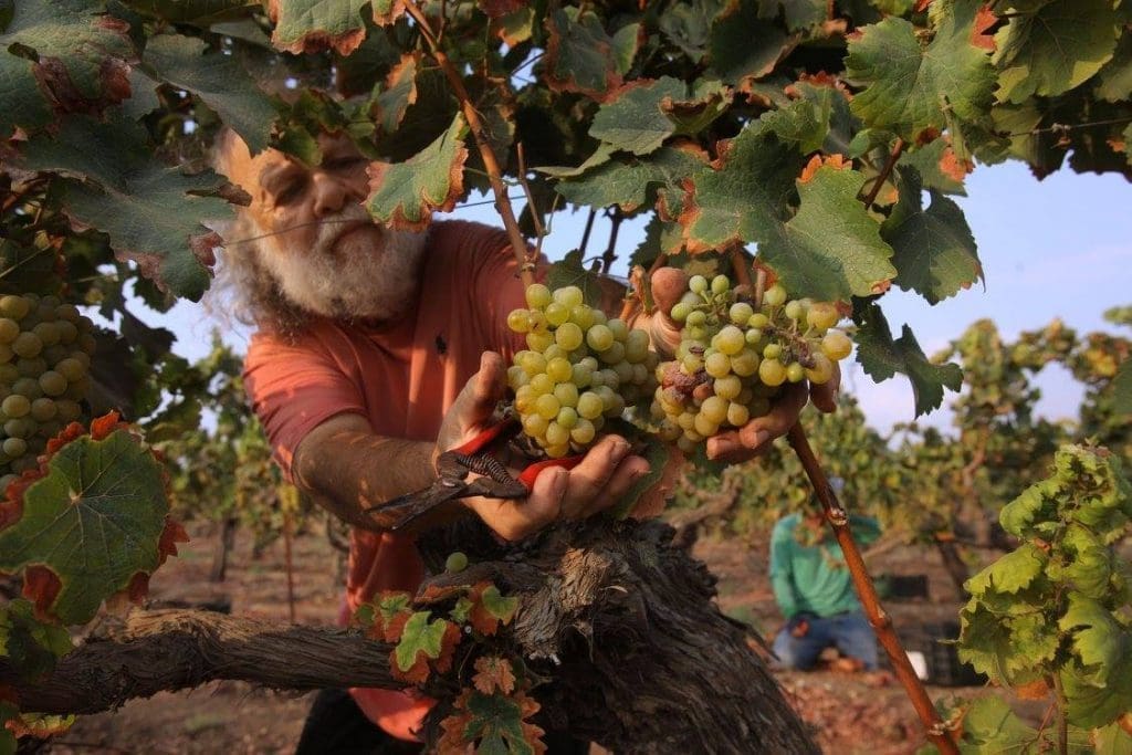 איך יכול להיות שיקב קטן כמו סוסון ים, מוצא את עצמו רץ אחרי מסעדות שפשטו רגל וכל אחת מהם חייבת לו אלפי שקלים?
