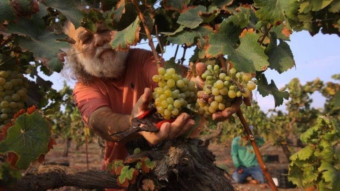 איך יכול להיות שיקב קטן כמו סוסון ים, מוצא את עצמו רץ אחרי מסעדות שפשטו רגל וכל אחת מהם חייבת לו אלפי שקלים?