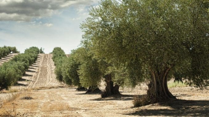 בימים אלה החלה עונת המסיק, והחקלאים מצפים לייצור של כ-18,000 טון שמן זית ישראלי