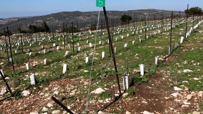 כרם מראווי חדש של יקב רקנאטי בנטועה. צילום דוד סילברמן dpsimages
