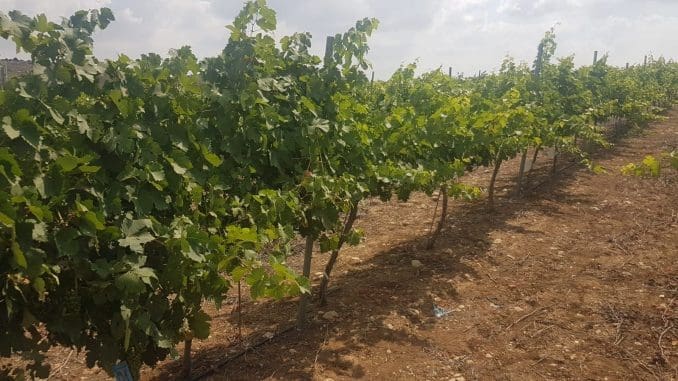 משמאל הגפן הרגילה ומימין גפן אחרי זמירת שריגים