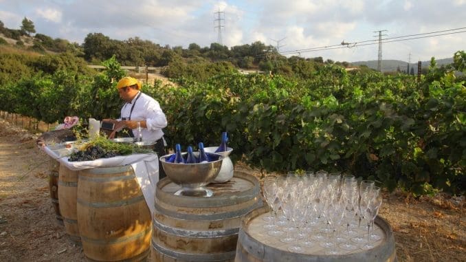 שף אסף שנער מ'חוות צוק המעדניה' בפעולה בכרם הפטי וורדו. צילום דוד סילברמן dpsimages
