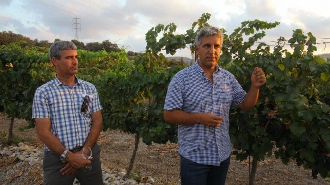 נדב ארנס מנכ"ל יקב כרמל (משמאל) ויפתח פרץ היינן הראשי. צילום דוד סילברמן dpsimages