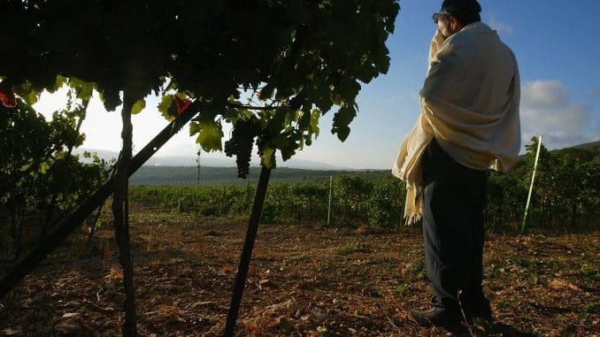 התמונה שפתחה את השער לענף היין. צילום דוד סילברמן גטי