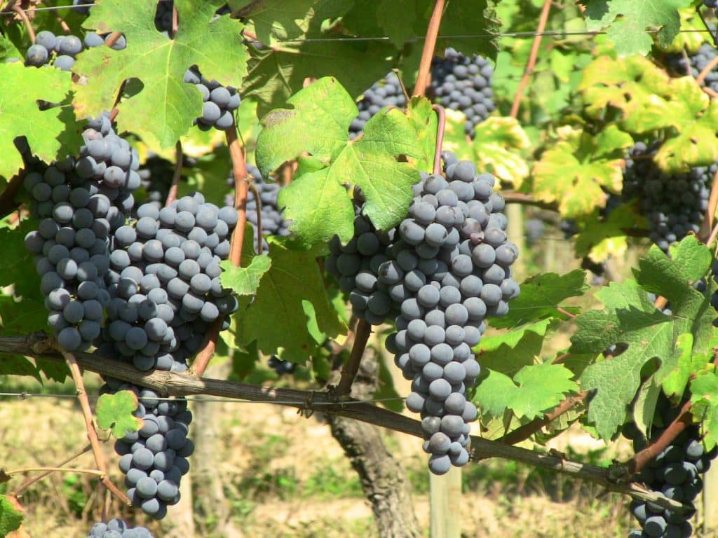 ענבי נביולו. צילום WineNot