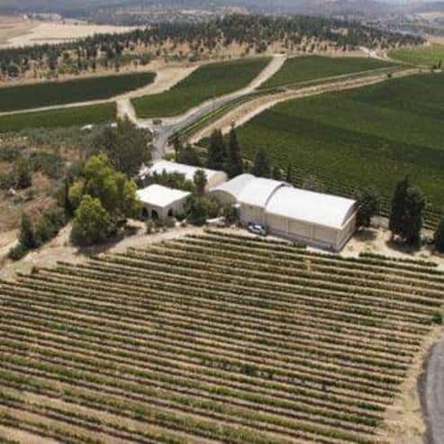 יקב אסטייט שמוקף בכרמיו