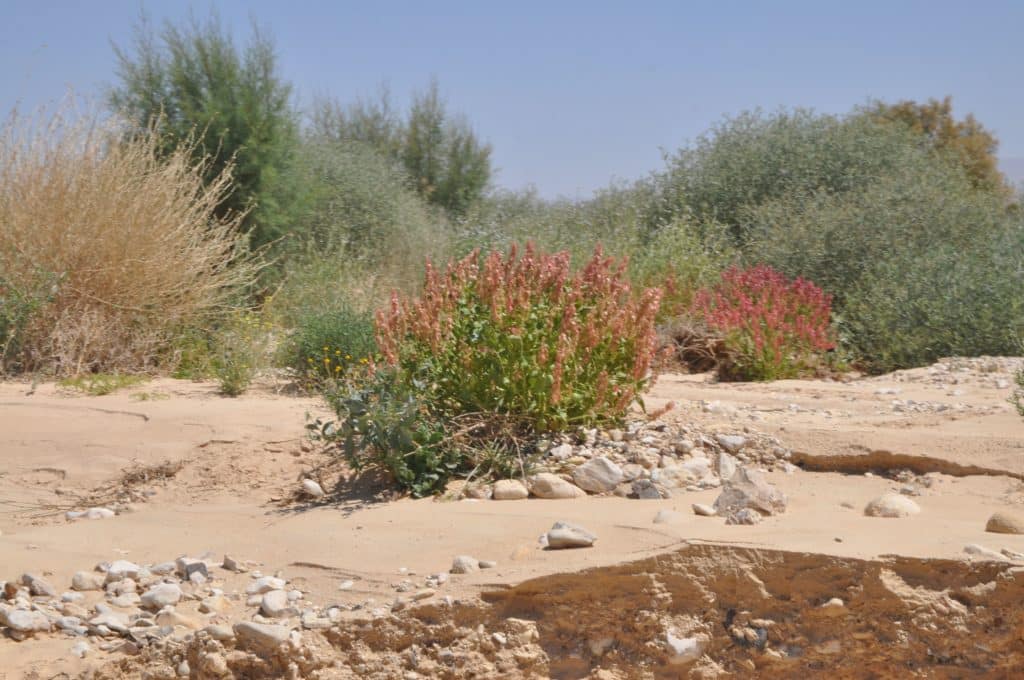 צילום איריס לוי