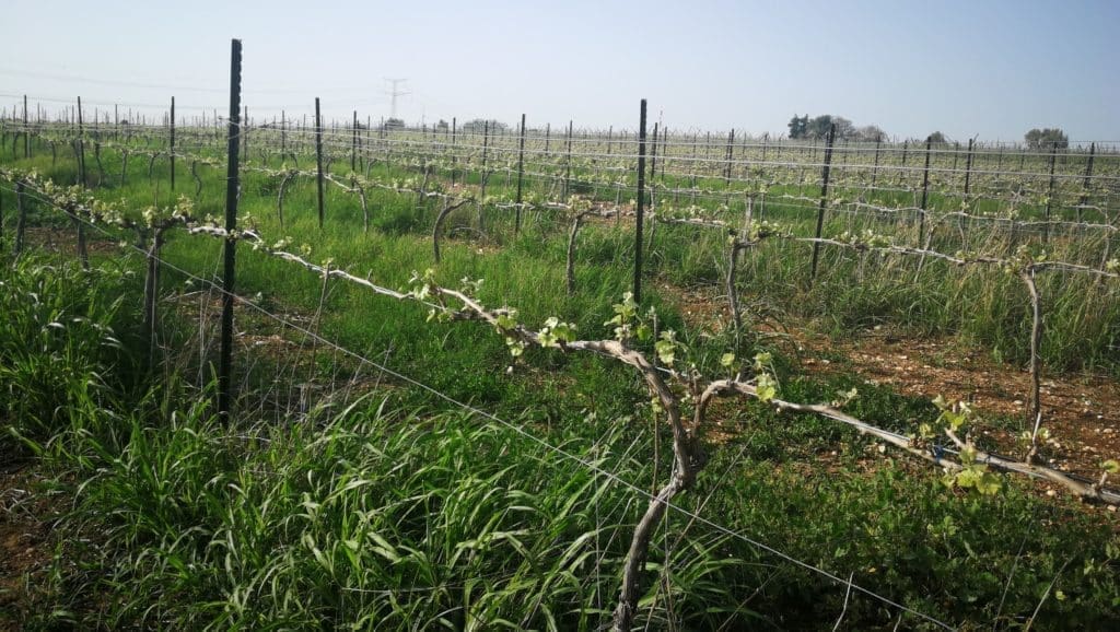 יקב ברבדו שוכן בינות כרמים וגידולים חקלאיים אחרים באזור הישוב כרמי יוסף ליד תל גזר העתיקה במורדות שפלת יהודה. צילום יונתן לבני