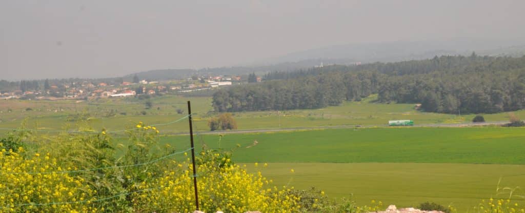 הירוק של גשמי החורף והצהוב של פרחי החרדל. צילום איריס לוי
