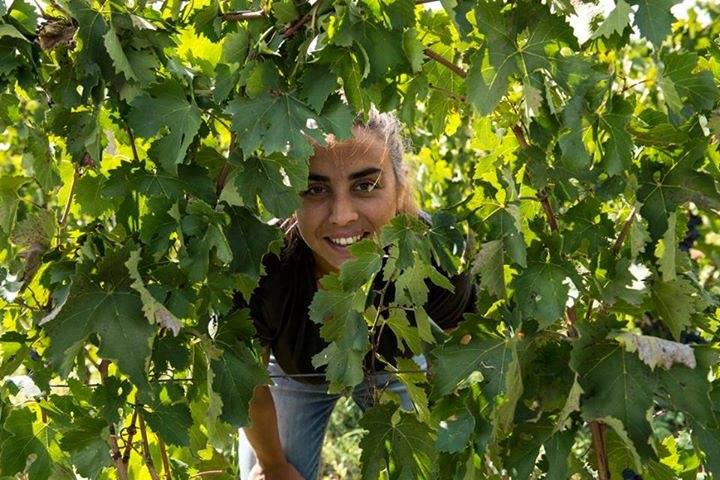 אריאנה אוקיפינטי למדה יינות באיטליה, אחר כך חזרה לסיציליה מולדתה ואז התחיל המסע המפרך שלה. צילום מדף הפייסבוק