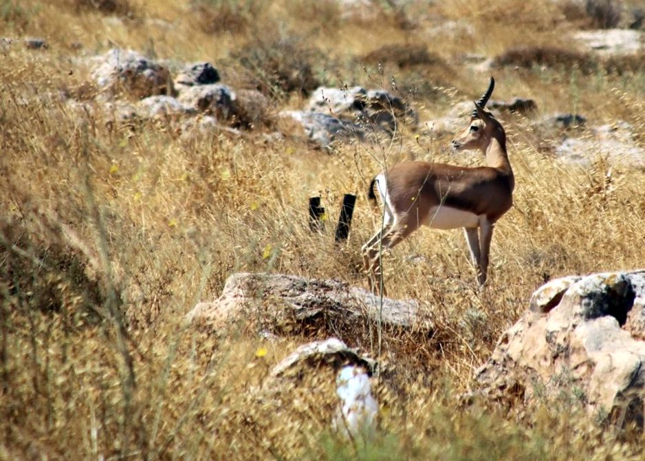 צילום מדף הפייסבוק