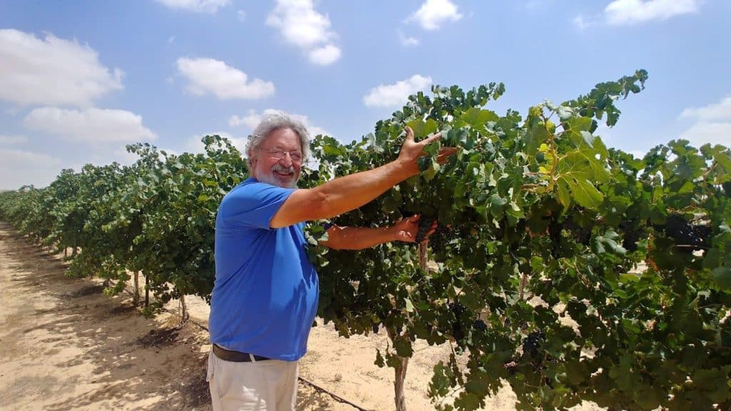 כרם דרייר במצפה מילכה