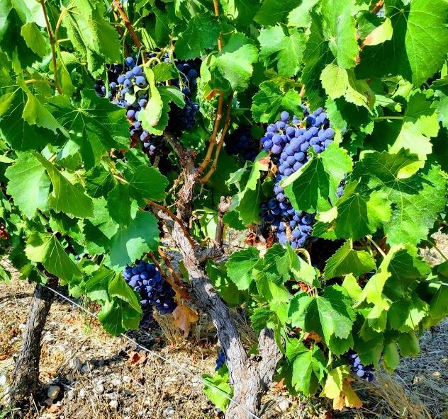 השנה גרגר קטן ואשכולות קטנים מהרגיל – גרנאש נואר בכרם של יקב ויתקין. צילום אסף פז