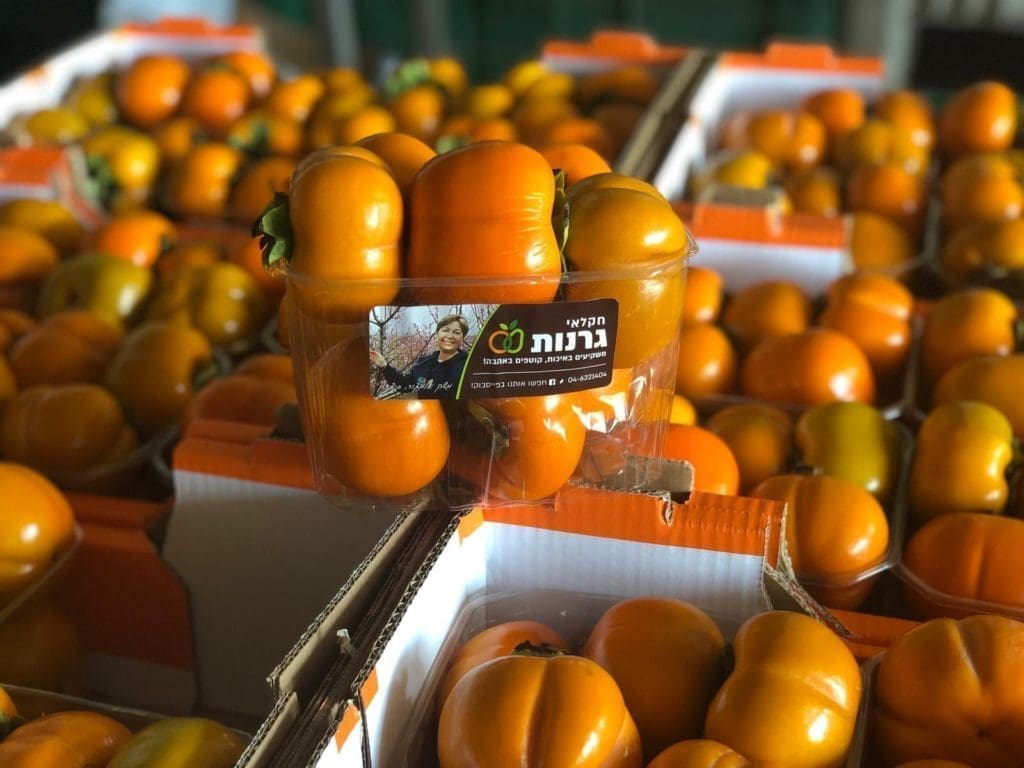 צילום גיורא מרום