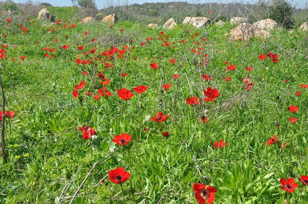 צילום איריס לוי