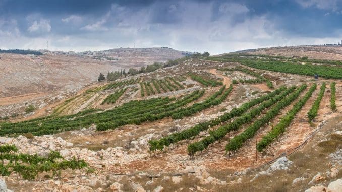 יקב הר ברכה בהר גריזים משקיף על בקעת הירדן