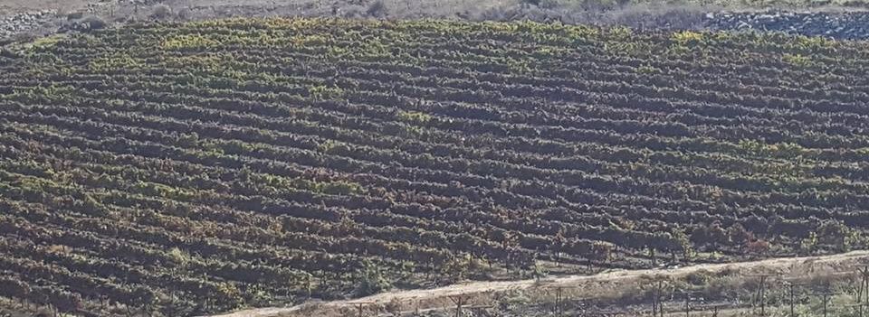 השבוע בענף היין 103: מכה כלל ארצית – וירוס ליפרול 3 עושה שמות בכרמים