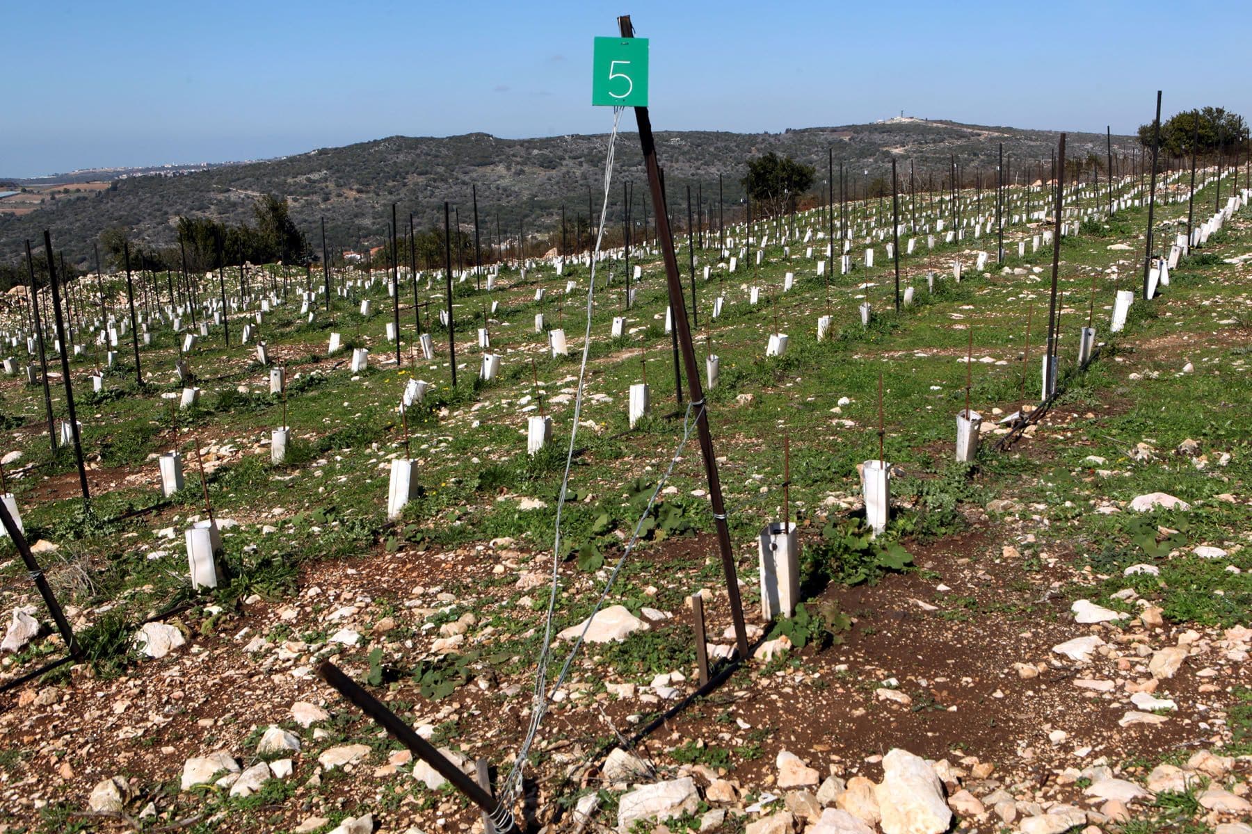 השבוע בענף היין 108: גימיקים שלא יחזיקו יין, הדרת היין בפרסי טיים אאוט, והאם יימכר כרם זיתים תמורת ביטקוין