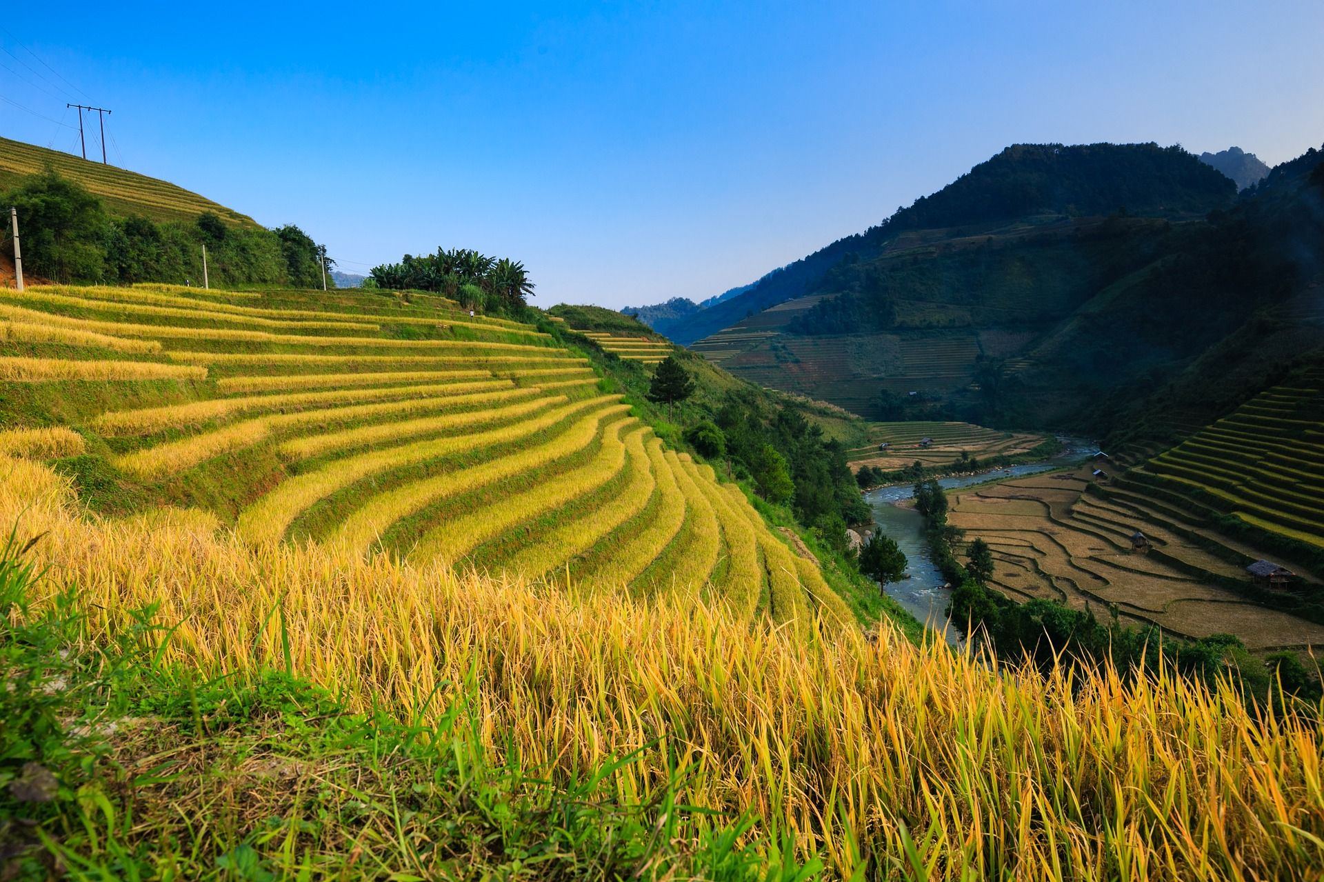 אורז הוא הגידול השלישי בתפוצתו בעולם אחרי תירס וחיטה, וסביר להניח שיישאר בסביבה עוד שנים רבות. צילום pixabay