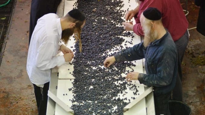 יקב אור הגנוז. צילום מהאתר