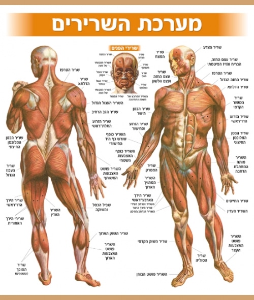 דלילה הדרכה וציוד