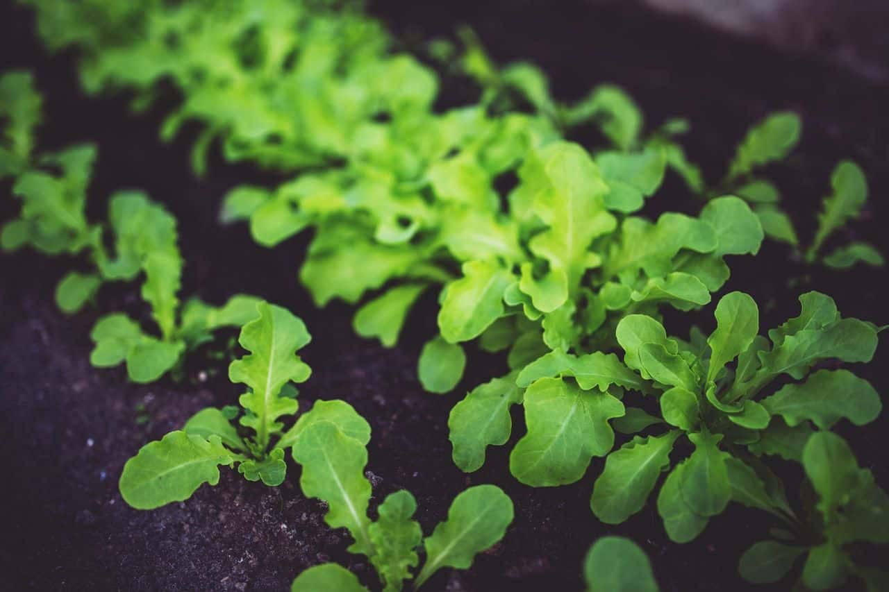 עשבי תיבול מתארים את כל הצמחים שבהם ניתן להשתמש לתיבול ללא צורך בייבוש, טחינה, בישול או עיבוד