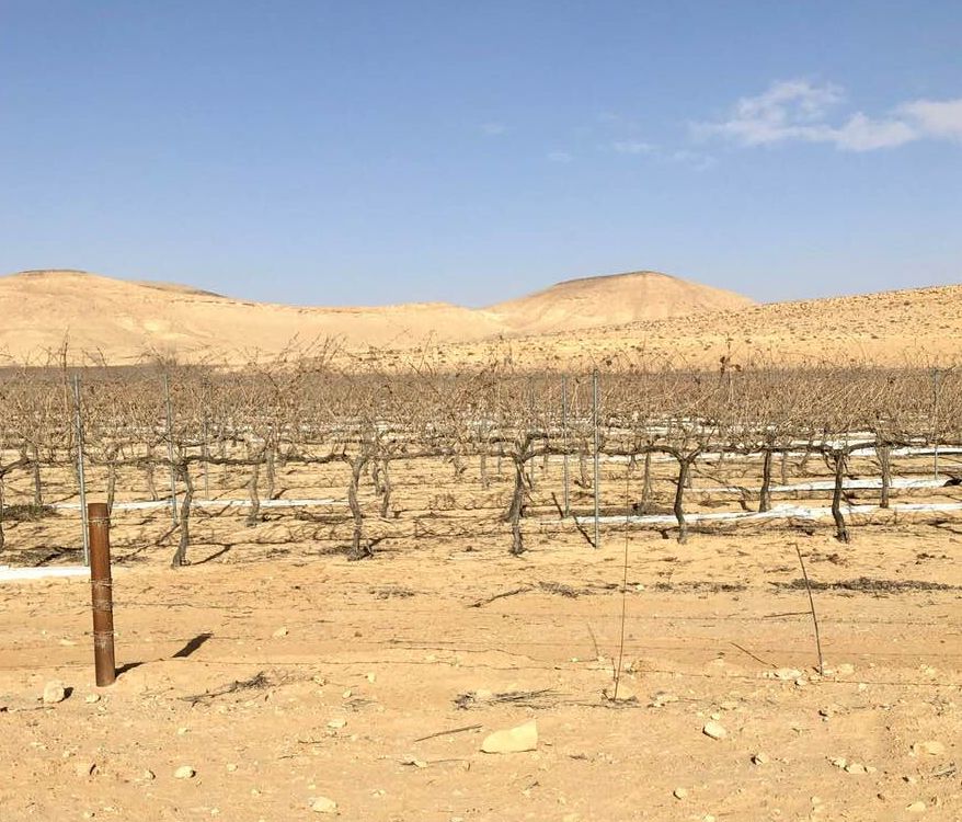 השבוע בענף היין 165: תרגילי עוקץ ביקבים, כנס יין ישמח לבב אנוש והמלצות סומלייה