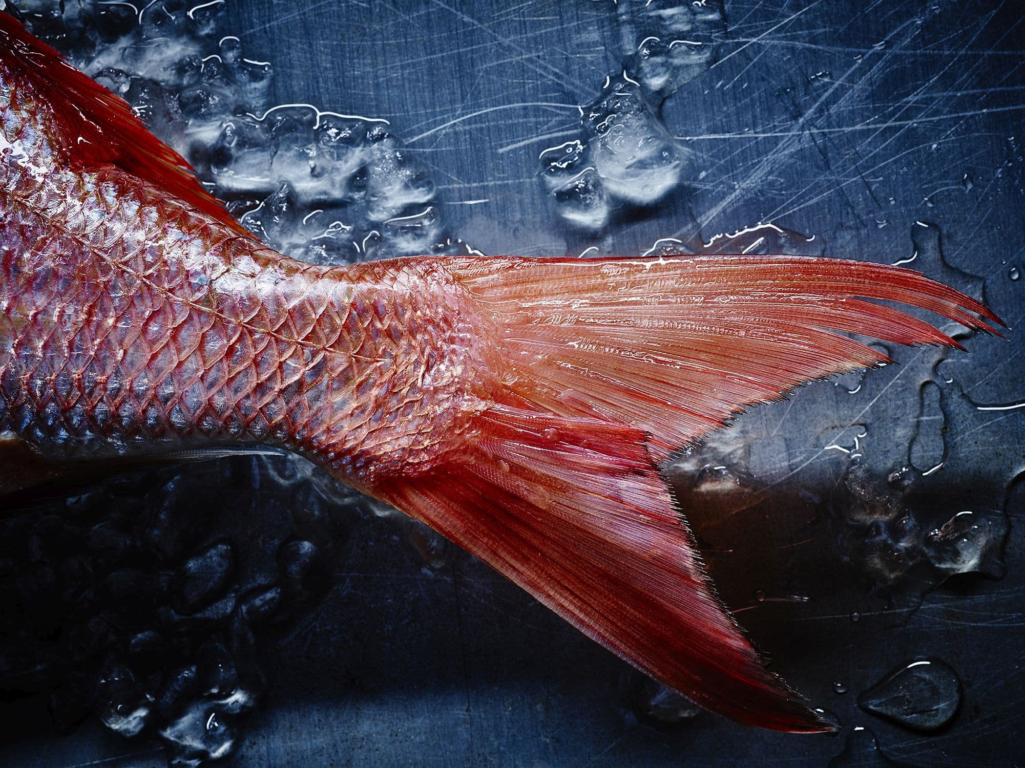 הדג שדן פרץ צילם למסעדת משייה – התמחות בתחום האוכל