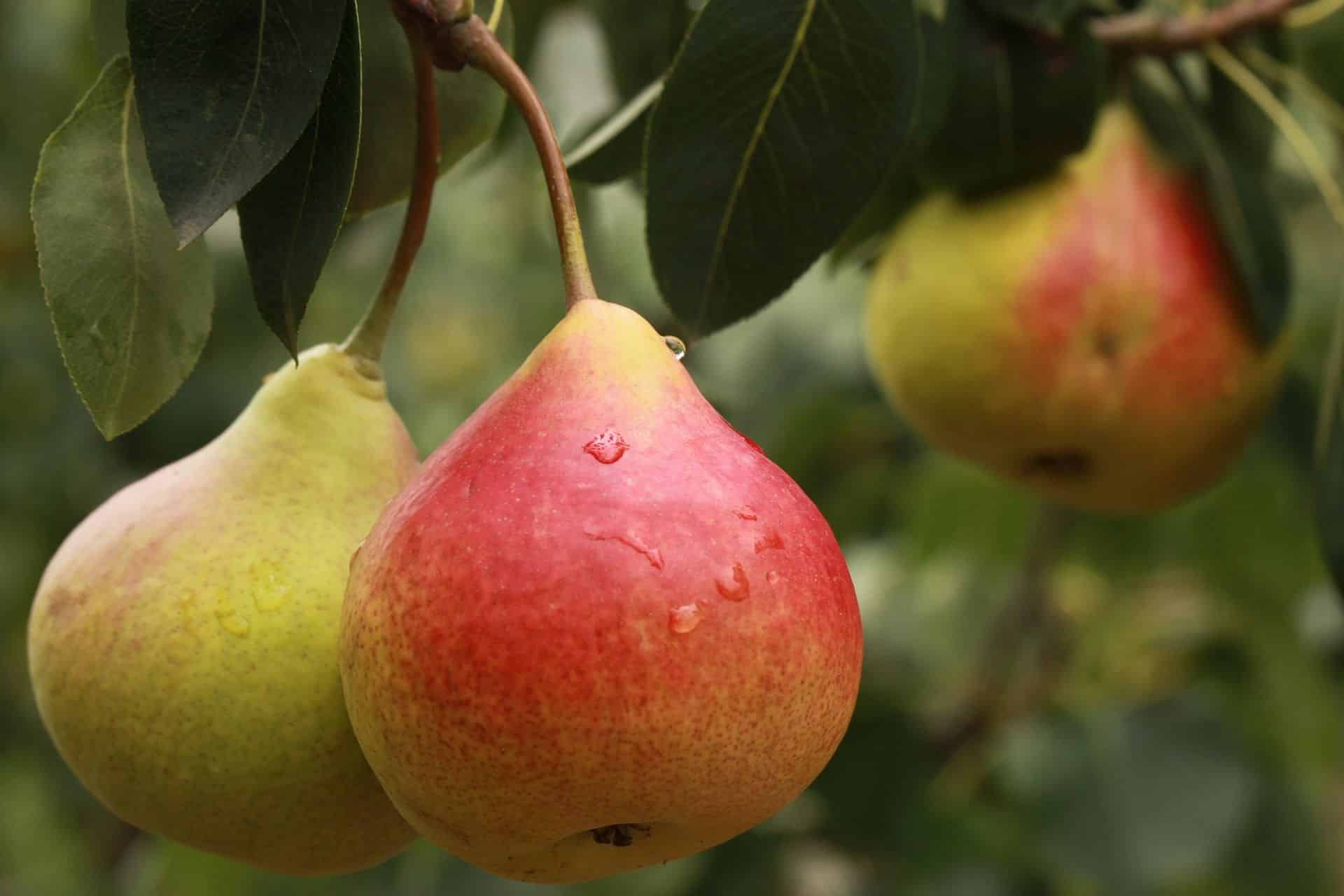 אגס-סינייה עם טופו וצנוברים