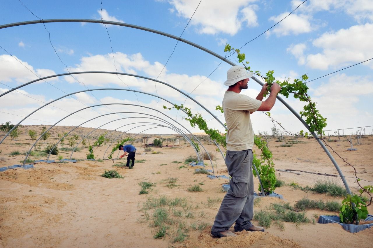הזדמנות להראות את פניה היפות של רמת הנגב ולהחזיר אהבה לחקלאים העובדים מדי יום עבור הציבור הישראלי. צילום רפאל בן ארי