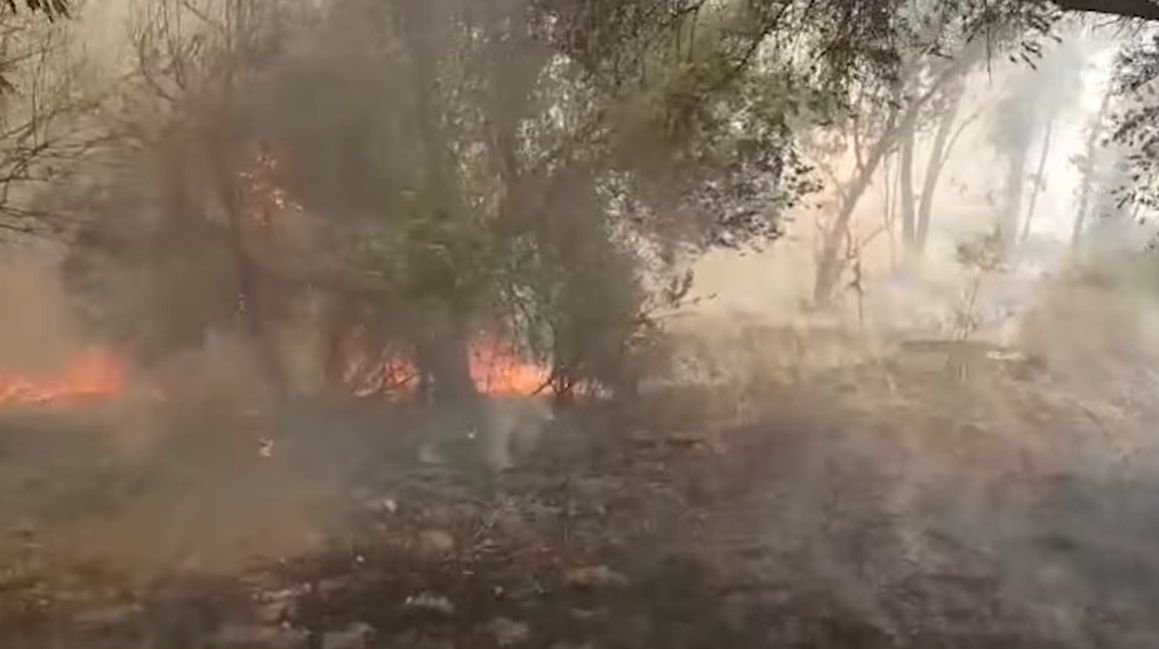 השבוע בענף היין 182: השריפה שכמעט הגיעה ליקבים, יין בפחית והזמן לנכס את הסוביניון בלאן
