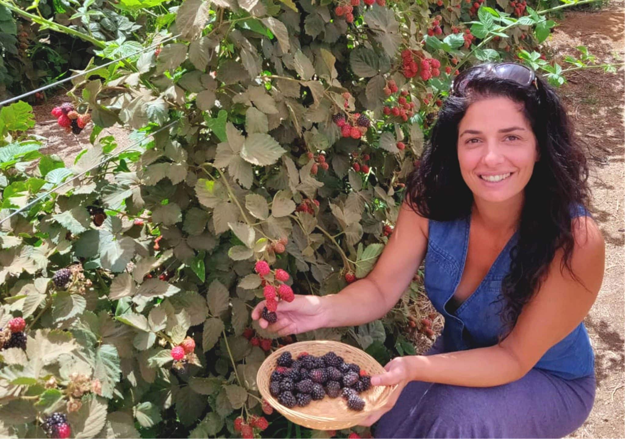 יולי 2019: קטיף עצמי של פירות יער בבוסתן בראשית בעין זיוון