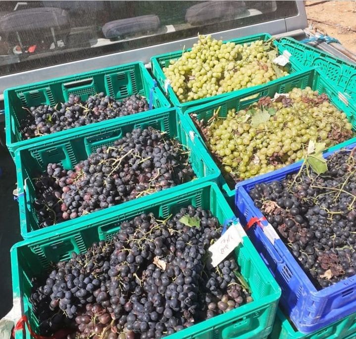 השבוע בענף היין 196: חלמאות יבוא מיץ הענבים ומה קורה למכירות היקבים הגדולים ברשתות