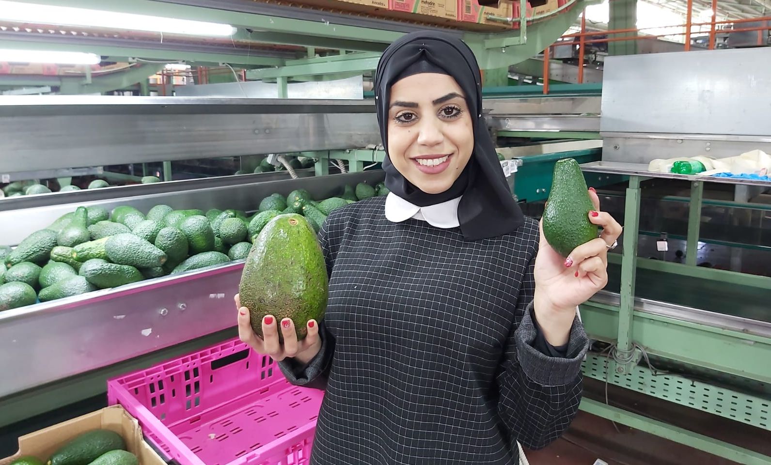 לא שיא גינס אבל אבוקדו במשקל 1.170 קילו נולד בבית האריזה של חקלאי גרנות