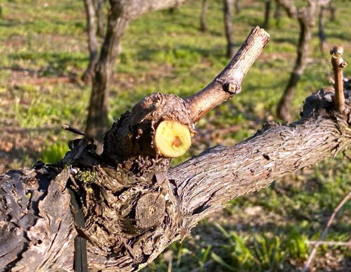 השבוע בענף היין 274: אנה קריניאנינה והחיפוש אחרי הזן הישראלי, ומי כבש את הגולן?