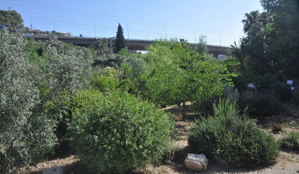 לאכול לטייל לאהוב – פסטיבל האוכל הכפרי ה-21 במטה יהודה