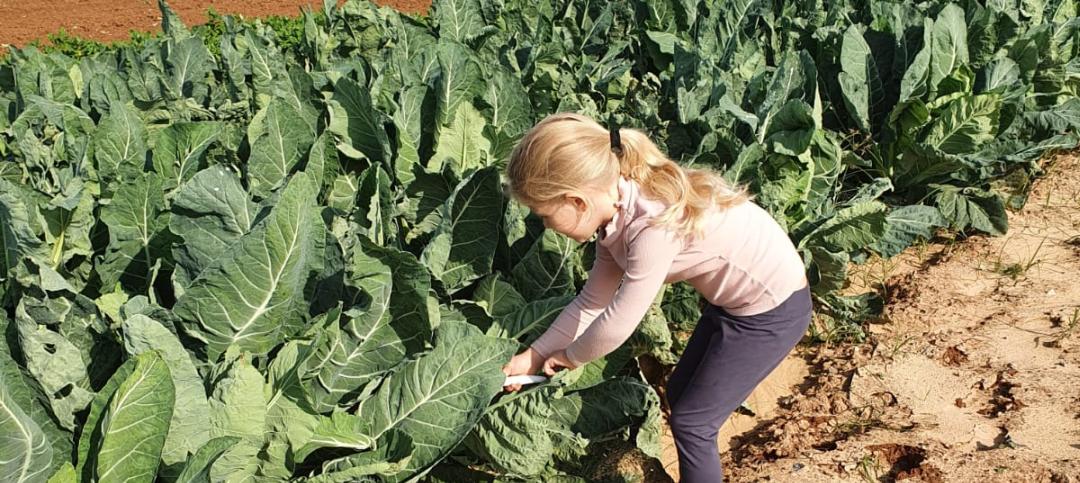 שדה ירוק – ירקות ופירות אורגניים מלב השרון גם דרך האינטרנט