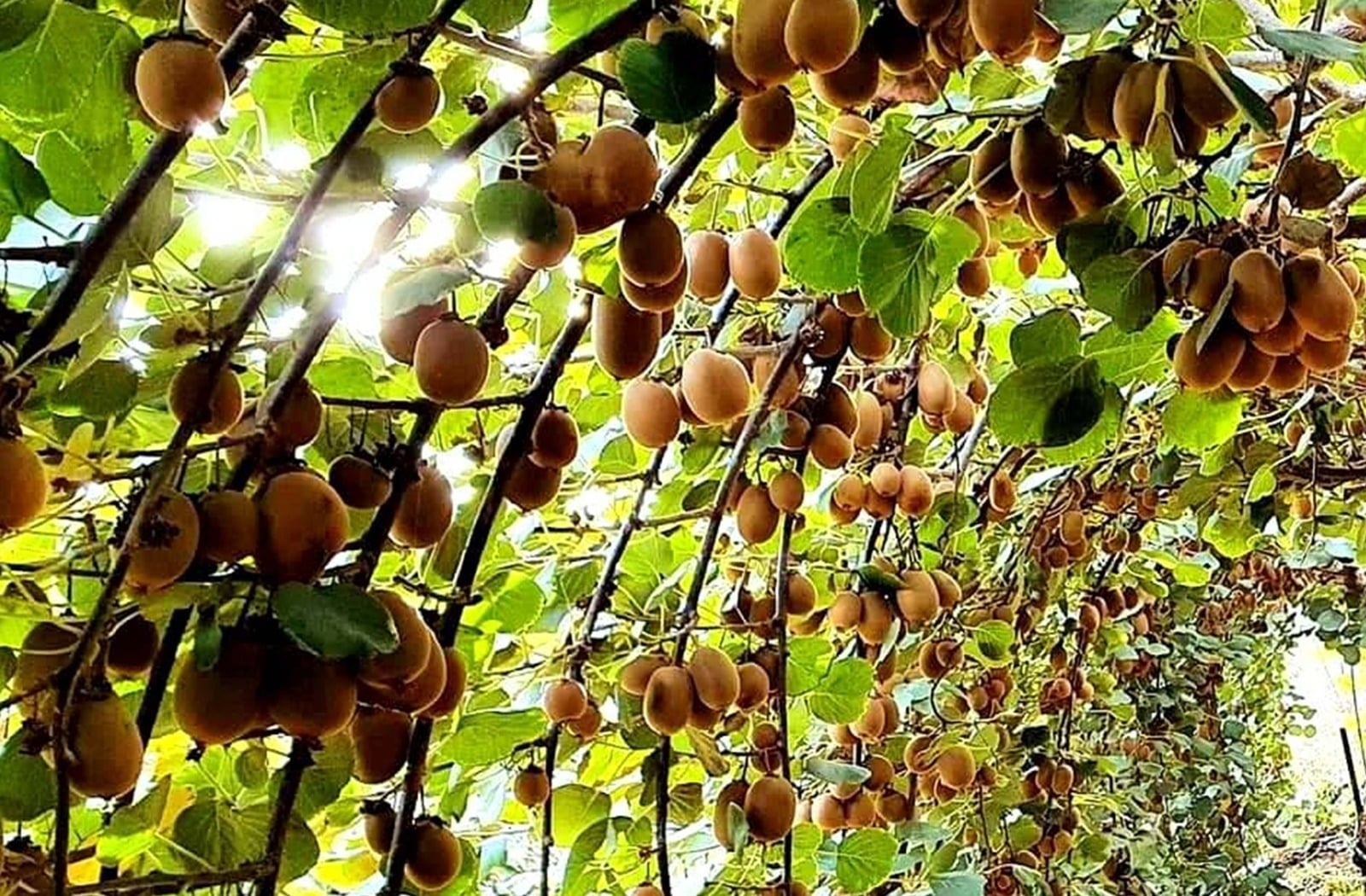 החדשים 2: מלוחים מתוקים וגם אחרים