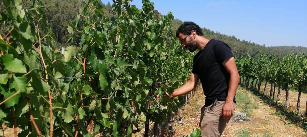 שמענו בין הגפנים 310 – סיפורים ועדכונים לסופ"ש ולחנוכה