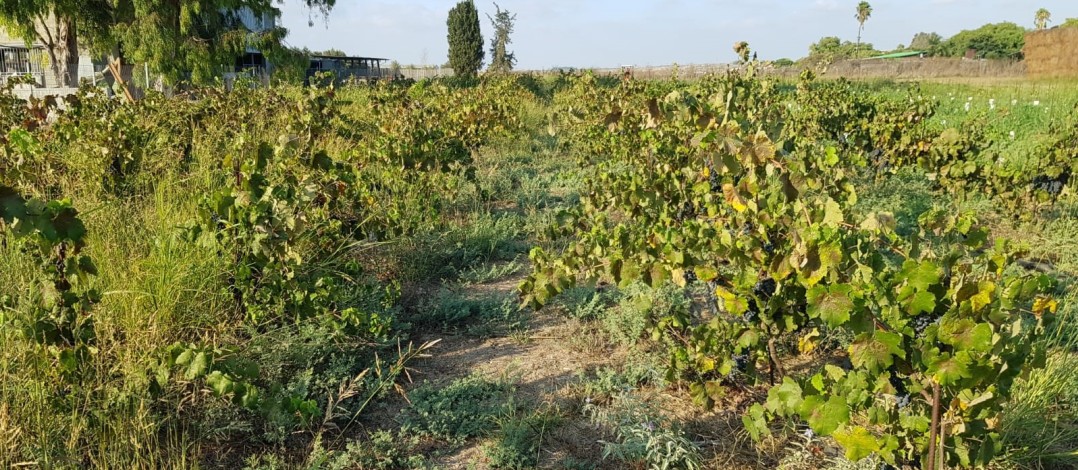 שמענו בין הגפנים 314: הסיפורים המעניינים של השבוע