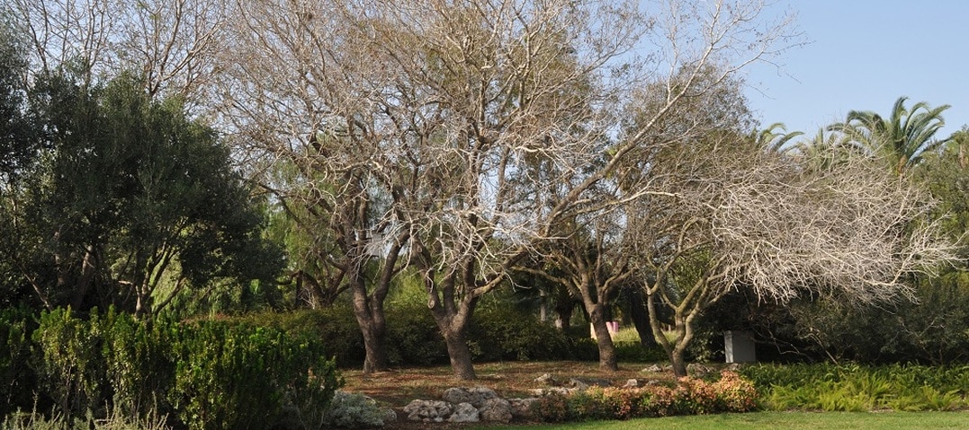 טיול בגני הנדיב בין בנימינה לזיכרון יעקב – הכול ירוק והאוויר צלול וטוב