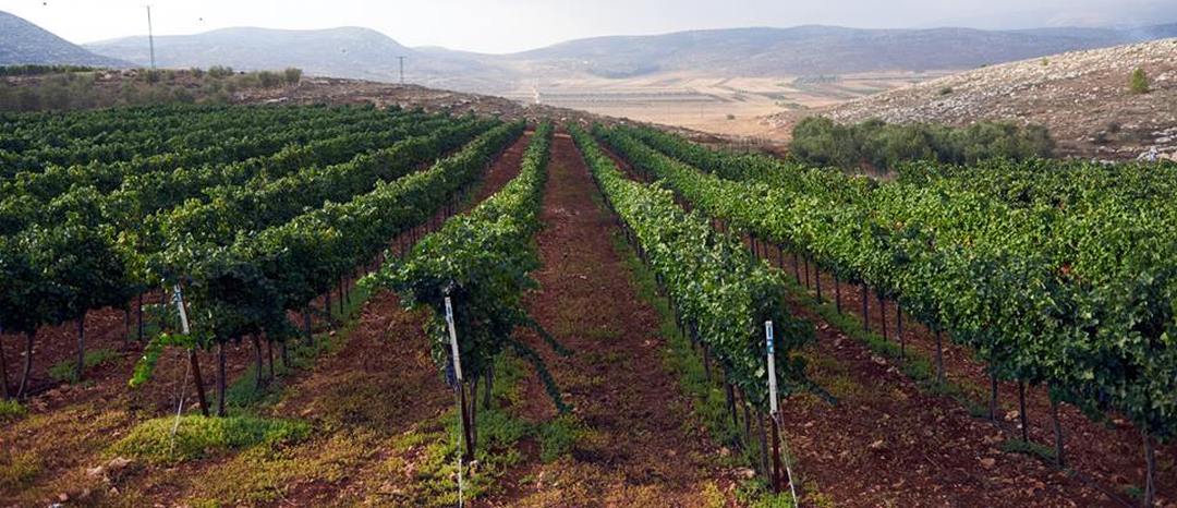 ביקורת יין: לאן נעלמה שנת הבציר אצל 'זר פור יו'? מאוד מוזר אבל לא רק אצלם